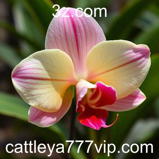 Ofertas Exclusivas: O Fascínio da Cattleya 777